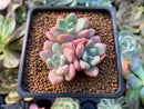 Echeveria sp. 1" Succulent Plant