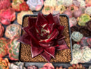 Echeveria Agavoides 'Luming' 3" Succulent Plant