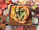 Echeveria 'Red Glow' 2"-3" Succulent Plant