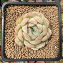 Echeveria 'Hanatsukiyo' 1"-2" Succulent Plant