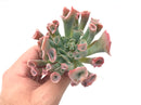 Echeveria 'Trumpet Pinky' 4" Large Rare Succulent Plant