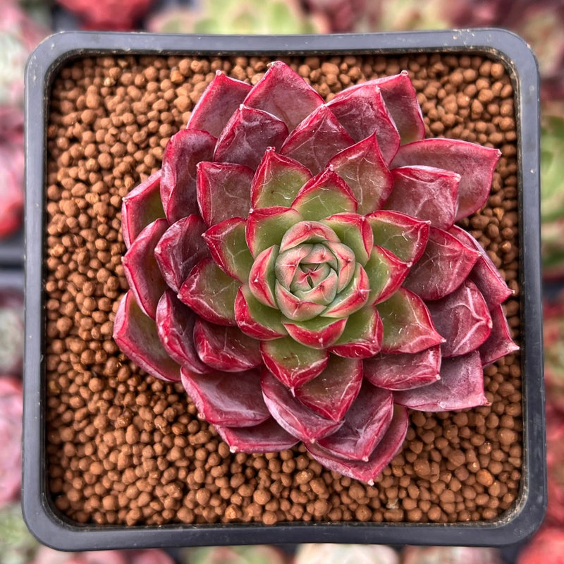 red top queen succulent Echeveria 'Spicy Queen' 2" Succulent Plant – True Succulents Plant Co
