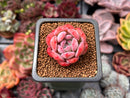 Echeveria 'Starmark' 1" Succulent Plant