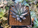 Echeveria 'Unguiculata' 3" Succulent Plant