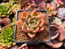 Echeveria Agavoides 'Sukyong' 2" Succulent Plant