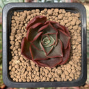Echeveria 'Lelena' 1" Succulent Plant