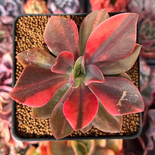 Echeveria 'Hanaikada' Variegated 3" Succulent Plant