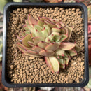 Echeveria Agavoides 'Chou' Crested 2" Succulent Plant