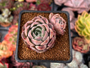Echeveria 'Contra' 2" Cluster Succulent Plant