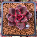 Echeveria Agavoides 'Pine Rose' 1" Succulent Plant