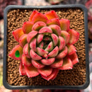 Echeveria Agavoides 'Happy' 2" Succulent Plant