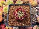 Echeveria Agavoides 'Sarabony' 1" Succulent Plant