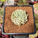 Echeveria 'Sarahime' Hybrid 1"-2" Succulent Plant
