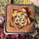 Echeveria Agavoides sp. 2"-3" Succulent Plant