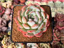 Echeveria 'Starmark' 3" Succulent Plant