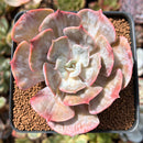 Echeveria 'Lilacina' Marble Variegated 2"-3" Succulent Plant