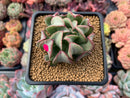 Echeveria 'Black Hawk' 2" Succulent Plant