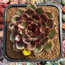 Echeveria Agavoides 'Eclipse' 3"-4" Succulent Plant