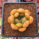 Echeveria Agavoides 'Magically' 1" Succulent Plant