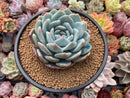 Echeveria 'Orange Monroe' 4" Powdery Succulent Plant