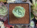 Echeveria 'Lovely Rose' 1" Succulent Plant