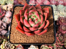 Echeveria Agavoides 'Flame' 3" Succulent Plant
