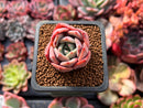 Echeveria 'Patricia' 1" Succulent Plant