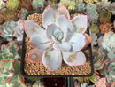 Echeveria 'White Lotus' 3" Powdery Succulent Plant