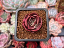 Echeveria 'Red Tan' 1" Succulent Plant