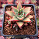 Echeveria Agavoides 'Red Pop' 2" Succulent Plant