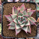 Echeveria Agavoides 'Montania' 3" Succulent Plant