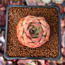 Echeveria 'Snow Angel' 1" Succulent Plant