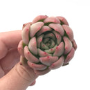 Echeveria ‘Bradley’ 1”-2” Rare Succulent Plant