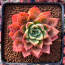 Echeveria 'Ice Pinky' 3" Succulent Plant
