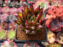 Echeveria Agavoides 'Lipstick' 2" Succulent Plant
