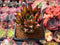 Echeveria Agavoides 'Lipstick' 2" Succulent Plant