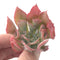 Echeveria 'Trumpet Pinky' 2"-3" Rare Succulent Plant