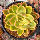 Echeveria 'Golden Glow' Variegated 4" Succulent Plant