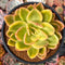 Echeveria 'Golden Glow' Variegated 4" Succulent Plant