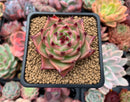 Echeveria Agavoides 'Blue Dragon' 2"-3" Rare Succulent Plant
