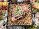 Echeveria 'Violetta' 2" Cluster Succulent Plant