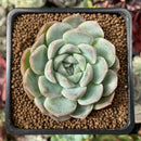Echeveria 'Primera' 2" Succulent Plant