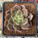 Echeveria 'Sharman' 2" Succulent Plant