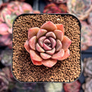 Echeveria 'Moralbi' 1" Succulent Plant