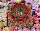 Echeveria Agavoides sp. 3" Succulent Plant