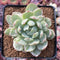 Echeveria Agavoides 'Queen Maria' Variegated 2"-3" Rare Succulent Plant