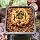 Echeveria 'Wine Peach' 1" Succulent Plant