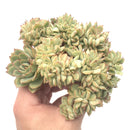 Echeveria 'Esther' Crested Cluster 5" Rare Succulent Plant