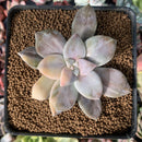 Quetzalcoatlia 'Pentandra Superba' Variegated 2" Succulent Plant (Formerly Graptopetalum 'Pentandrum Superbum' Variegated)