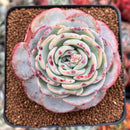 Echeveria 'Redmoon' 3" Succulent Plant
